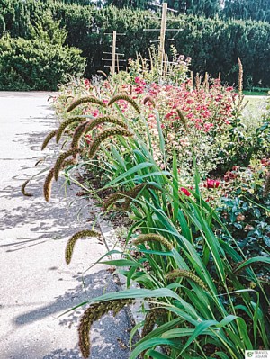 Różnorodne rośliny w Ogrodzie Botanicznym w Powsinie