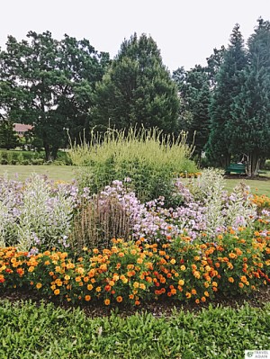 Różnokolorowe kwiatki w Ogrodzie Botanicznym w Powsinie