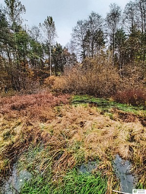 Podmokłe torfowiska Rezerwatu Łosiowe Błota
