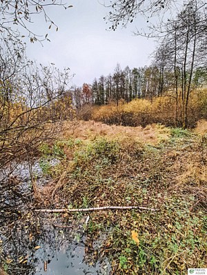 Widok z kładki w rezerwacie Łosiowe Błota