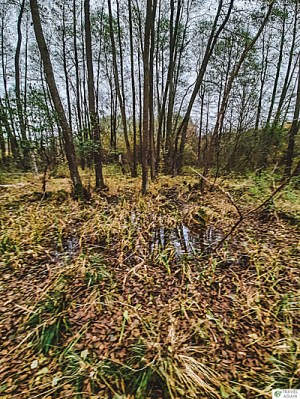 Podmokłe tereny w rezerwacie Łosiowe Błota