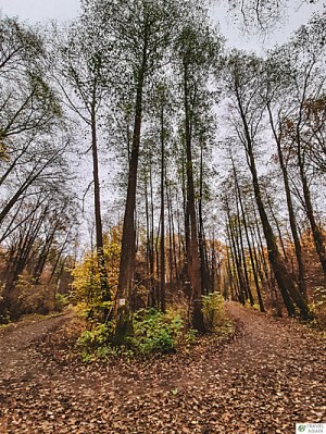 Ścieżka - rezerwat Łosiowe Błota