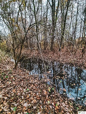 Rzerwat Łosiowe Błota - strumyczek