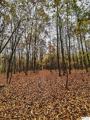 Rezerwat Łosiowe Błota Kolorowe Liście