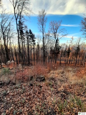 Ślęża w złotej godzinie - piękny widok na smukłe sosny i inne drzewa
