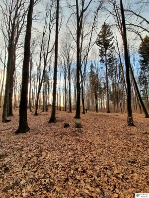 Ślęża w grudniu 2020 - niżej jesień w pełni